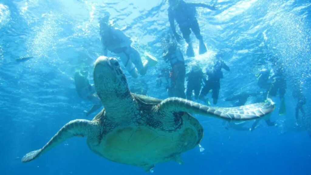 沖縄でシュノーケリングの時にウミガメと泳いだ写真