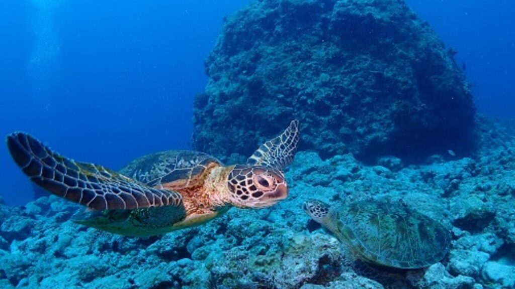 慶良間諸島でシュノーケル中にウミガメと泳いだ写真