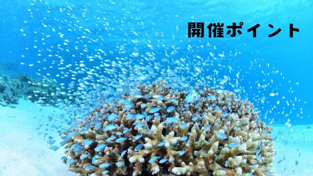 沖縄でシュノーケリングで見た綺麗な熱帯魚の写真